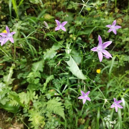 Sci Lebach * 巴涅尔德比戈尔